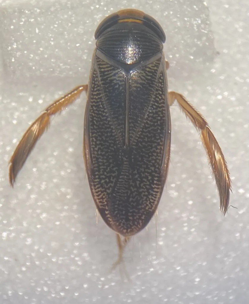 Hesperocorixa obliqua - photo 2