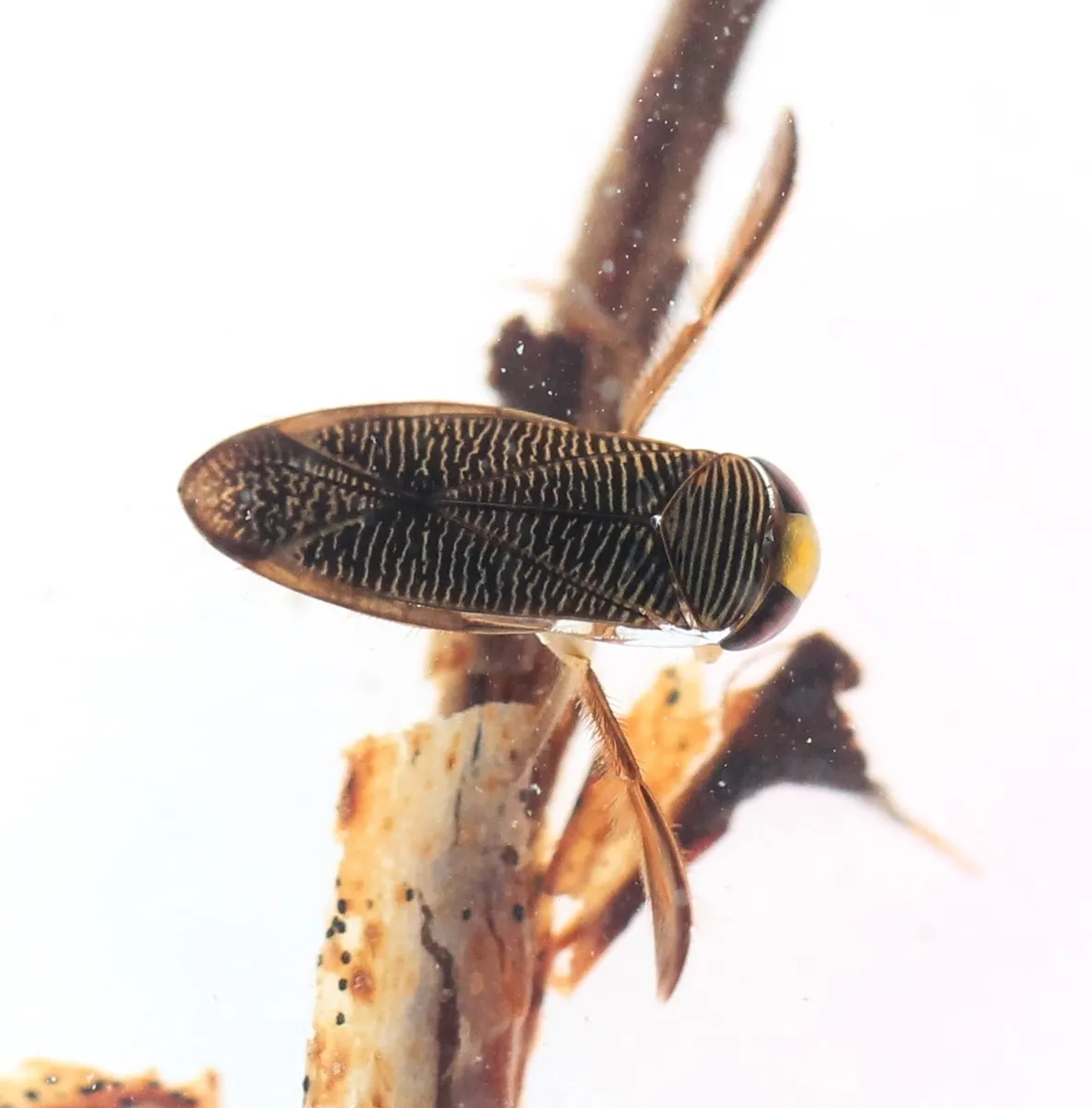 Hesperocorixa sahlbergi - photo 3