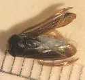 Hesperocorixa semilucida