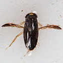 Hesperocorixa vulgaris - photo 2