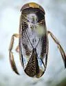 Hesperocorixa vulgaris - photo 4