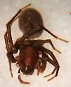 Hesperocosa unica