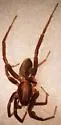 Hesperocosa unica - photo 3