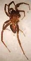 Hesperocosa unica - photo 4