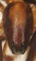 Hesperocosa unica - photo 5