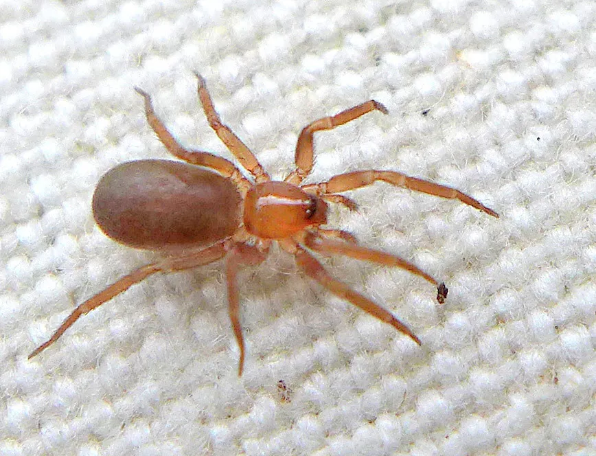 Hesperocranum rothi - photo 2