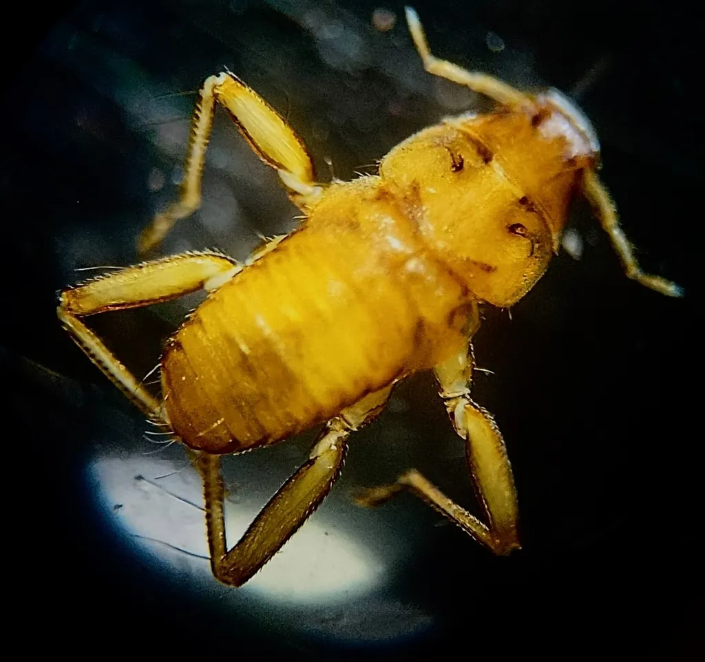 Hesperoctenes fumarius - photo 2