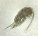Hesperodiaptomus caducus