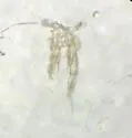 Hesperodiaptomus caducus - photo 2