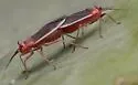 Hesperolabops gelastops - Hesperolabops gelastops