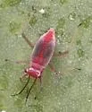 Hesperolabops gelastops - photo 2