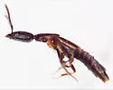Hesperolinus parcus - photo 3