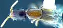 Hesperolinus parcus - photo 5