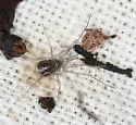 Hesperonemastoma modestum