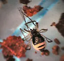 Hesperonemastoma modestum - photo 2