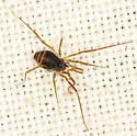 Hesperonemastoma modestum - photo 3