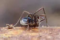 Hesperonemastoma modestum - photo 4