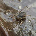 Hesperonemastoma modestum - photo 5