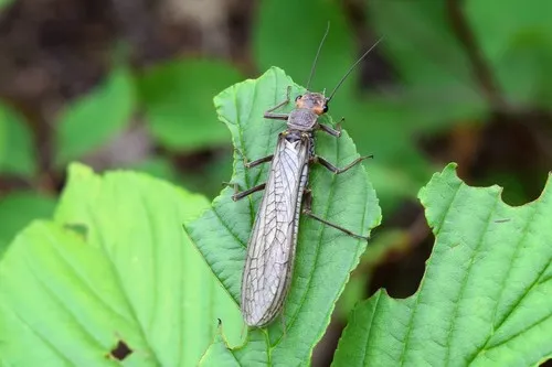 Golden Stonefly