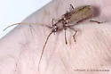 Hesperophanes pubescens - photo 2
