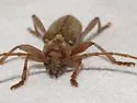 Hesperophanes pubescens - photo 3