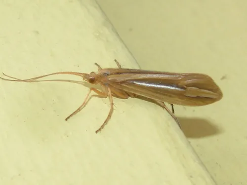 Silver-striped Sedge