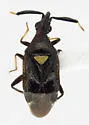 Hesperophylum arizonae - Hesperophylum arizonae