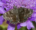Saltbush Sootywing - Hodges#3980