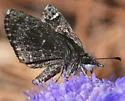 Saltbush Sootywing - Hodges#3980 - photo 2