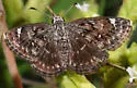 Saltbush Sootywing - Hodges#3980 - photo 3