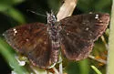 Saltbush Sootywing - Hodges#3980 - photo 4