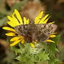 Saltbush Sootywing - Hodges#3980 - photo 5