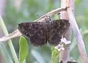 MacNeill's Sootywing - Hodges#3981