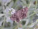 MacNeill's Sootywing - Hodges#3981 - photo 2