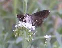 MacNeill's Sootywing - Hodges#3981 - photo 3
