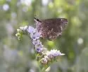 MacNeill's Sootywing - Hodges#3981 - photo 4