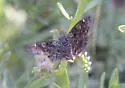 MacNeill's Sootywing - Hodges#3981 - photo 5