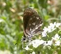 Mojave Sootywing - Hodges#3979 - Hesperopsis libya