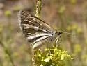 Mojave Sootywing - Hodges#3979 - photo 2
