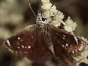 Mojave Sootywing - Hodges#3979 - photo 3