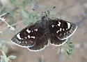 Mojave Sootywing - Hodges#3979 - photo 4
