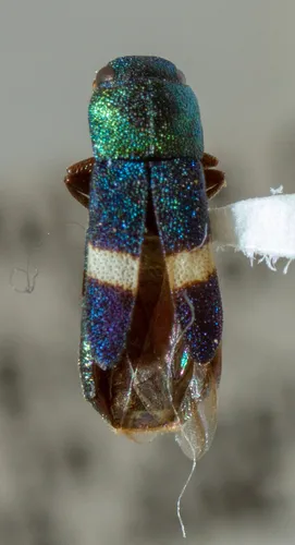 Hesperorhipis albofasciata - photo 2