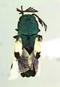 Hesperorhipis hyperbola