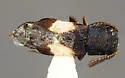 Hesperorhipis jacumbae - Hesperorhipis jacumbae