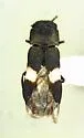 Hesperorhipis jacumbae - photo 2