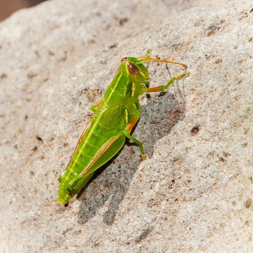 Hesperotettix curtipennis