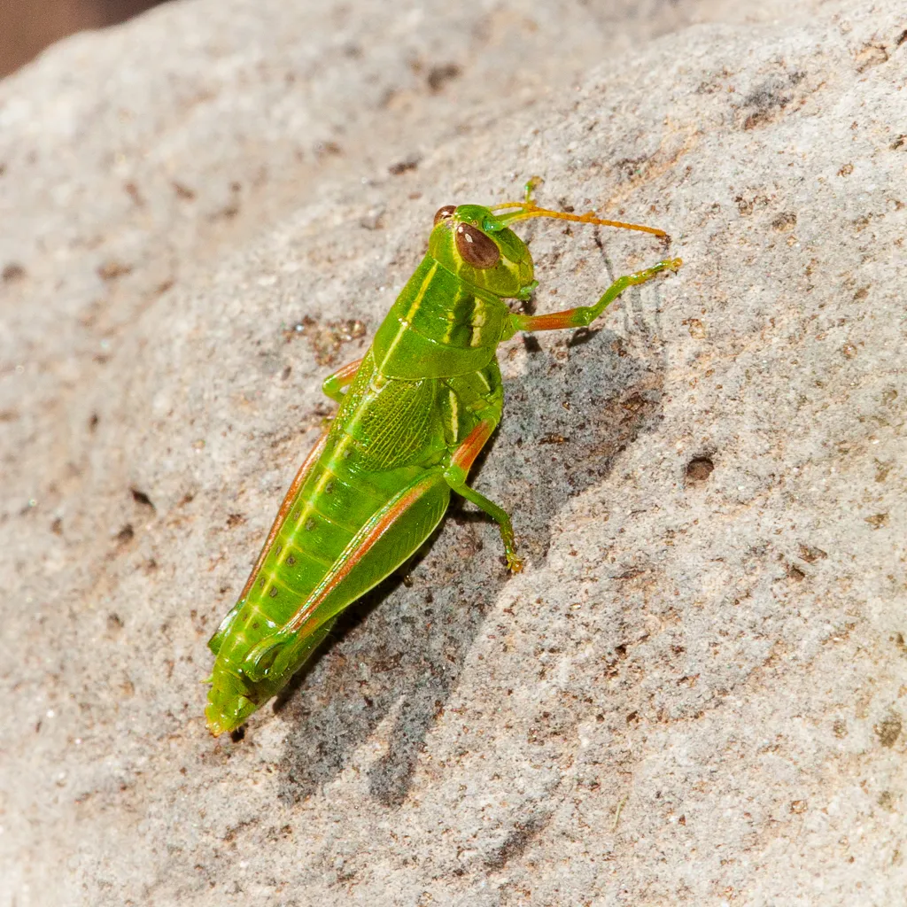 Hesperotettix curtipennis - photo 2