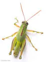 Florida Purple-striped Grasshopper