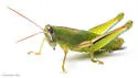 Florida Purple-striped Grasshopper - photo 2