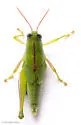 Florida Purple-striped Grasshopper - photo 3